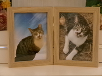 水戸市愛猫ぶーちゃん