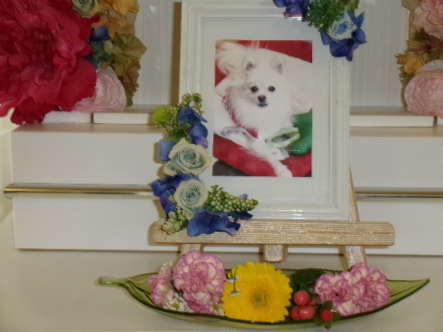 坂本家愛犬ミルちゃん.JPG