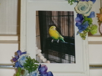 水戸市セキセイインコ愛鳥カズちゃん