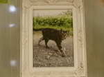 那珂市愛猫マトちゃん