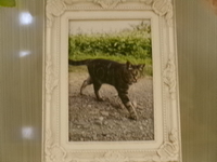 那珂市愛猫マトちゃん