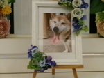 ひたちなか市愛犬鈴太郎ちゃん