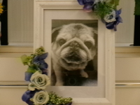 水戸市愛犬うたちゃん