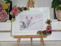 水戸市愛犬オルちゃん