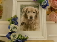 茨城町愛犬ごん太ちゃん