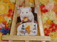 水戸市ゴールデンハムスター・とわちゃん