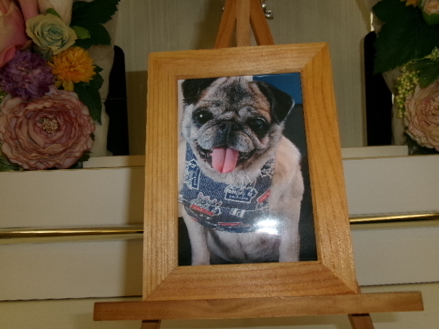 山田家愛犬ルルちゃん.JPG
