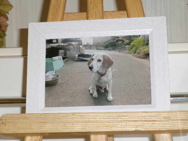岡嶋家愛犬ベル①.JPG