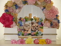 水戸市愛犬ココちゃん