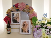 日立市愛犬茶々丸ちゃん