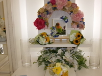 水戸市ボタンインコ・イヴちゃん