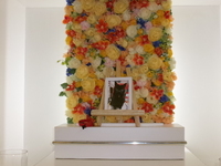 石岡市愛猫風太ちゃん