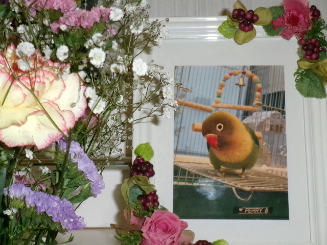 柴沼家インコ・ペリーちゃん.JPG