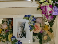 ひたちなか市愛猫ちーすけちゃん