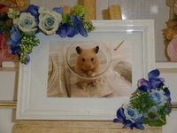 水戸市ハムスター・はむとらちゃん