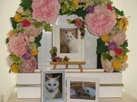 水戸市愛猫マロちゃん