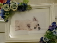 水戸市愛犬ググちゃん