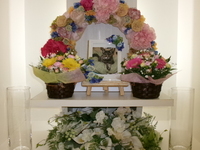 水戸市愛猫みぃちゃん