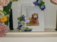 日立市愛犬レインちゃん