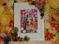 水戸市愛犬ラムちゃん