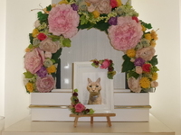 水戸市愛猫たけちゃん