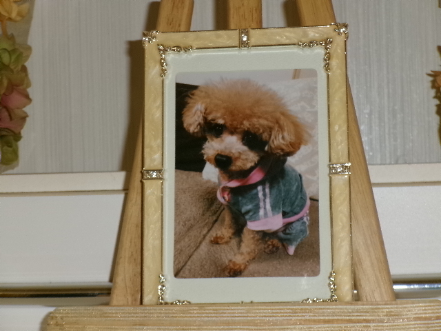 関根家愛犬ライルちゃん.JPG