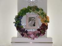 水戸市愛猫姫太郎ちゃん