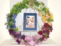 常陸太田市愛猫おかずちゃん