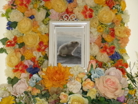 水戸市ハムスター・キュアちゃん