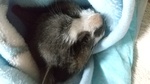 水戸市愛猫ナルミちゃん