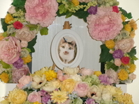 笠間市愛猫さち子ちゃん