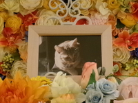 大子町愛猫石河ごんべちゃん