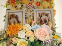 日立市愛犬ぽにょちゃん