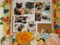 水戸市愛猫るいちゃん