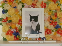 水戸市愛猫タピちゃん