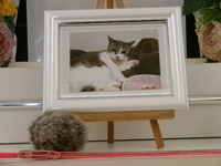 石岡市愛猫グレムちゃん