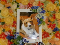 水戸市愛犬ココアちゃん