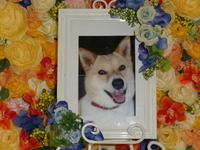 ひたちなか市愛犬小春ちゃん