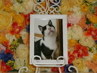 水戸市愛猫モカちゃん