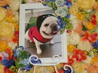 常陸大宮市愛犬はるひちゃん