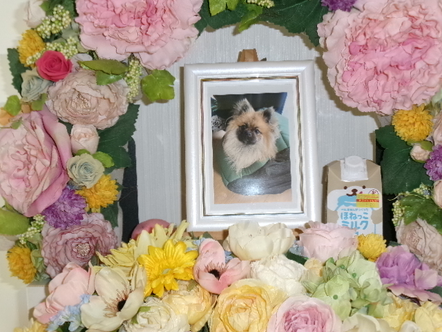 斉藤様愛犬トン吉ちゃん.JPG