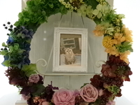 鉾田市愛猫スノーちゃん