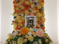 茨城町愛犬ここちゃん