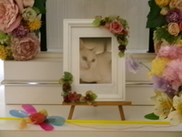 水戸市愛猫クローバーちゃん