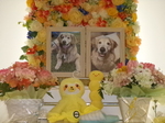 北茨城市愛犬アデルちゃん