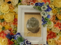 水戸市ジャンガリアンハムスター・もなかちゃん