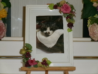 水戸市愛猫星凪（せな）ちゃん