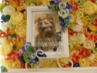 水戸市愛犬ロンちゃん