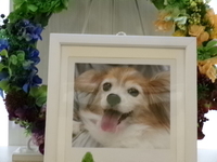 水戸市愛犬マリーちゃん