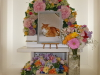 日立市愛猫チビちゃん